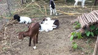 How to make start Goat Farm बकरी फार्म कैसा हो समझे A Simple Goat Farm