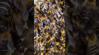 İlginç bal arıları /interesting honey bees #doğayısev #doğayıkoru