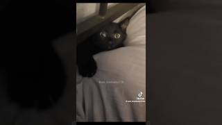 Funny cat short part 1