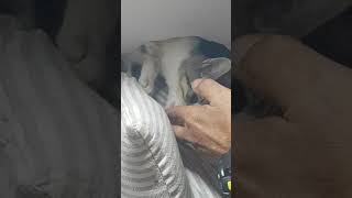 Rescate después de tres días del gatito