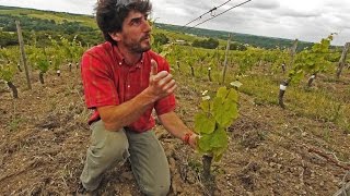 Meteri Loira Express, St Aubin de Luigne - Clos de L'Elu, Anjou, Loira