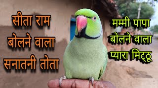 सीता राम बोलने वाला तोता 😱 parrot talking talking sita ram 🙏 parrot talking mummy papa 🥰 मम्मी पापा