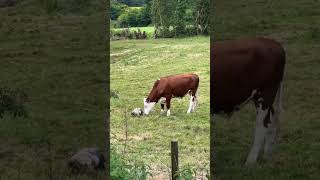 #Cow #playing but there’s a hole in her #bucket #cattle #animals #bovine #countrylife #shropshire