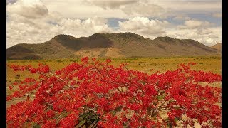 Road trip: from Suriname to Guyana (Lethem) and Brazil (Boa Vista)