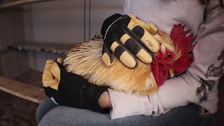 Super cuddly rooster lets mom play with wattles