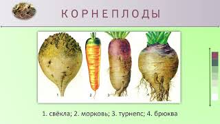 Видоизменения корней. Биология 6 класс.