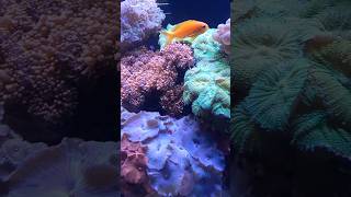 Salt Water Aquarium EXPLODING With Awesome BRIGHT Corals #marineaquarium