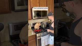 The Funniest Cat and Dog Moments Ever!