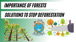 Why Forests are Important in 2023? | Causes and Effects of Deforestation | Deforestation Solutions