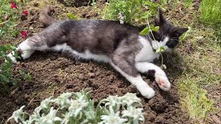 Beautiful plants bloomed in the garden// cat_4k_hd N89765