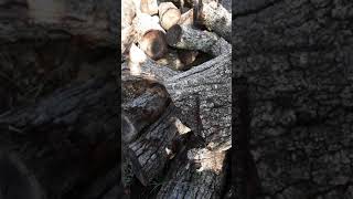 10-18-20 Termites in the logs