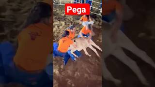 Pega #viral#agro