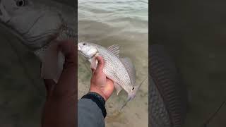 Redfish #shorts #outdoor #fishing #shortfishing