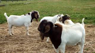 Firbeck boer goats   several bucks for sale  for coming season.  www.boergoats.co.uk