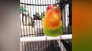 Lovebird Singing and Chirping Sounds 2024