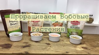 Проращиваем бобовые растения. Аюрведа для всех.