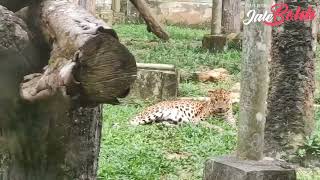 Jelajah Melaka - (Zoo Melaka, taman botanika dan A famosa)