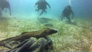 Q Divers - Moray Eel