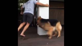 german shepherd  playing  hide and seek