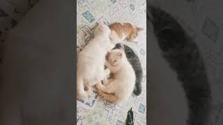 All babies are sleeping on my bed #funnyvideo #cute #cutebaby #cutecat