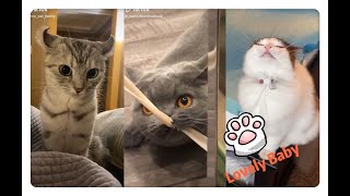 🐱CUTE PET 🐶  😬Funniest compilation 8-September 2020