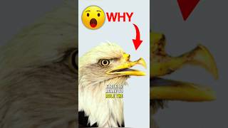 Why Eagles Intentionally Break Their Beaks #shorts #animals #animalfacts