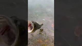 2 pound bass release!!!