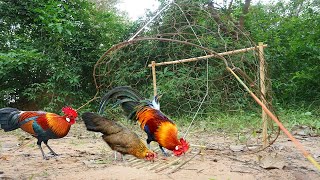 Wild Chicken Trap Make From Net With Wood - Easy Wild Chicken Trap