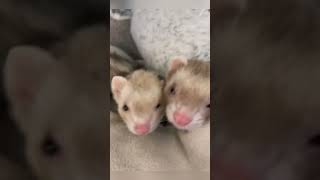 Girl saves lost baby ferrets #animals #shortsvideo #ferrets