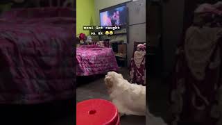 Moni Got caught on 4k watching Vicky😂😂 #dogbreed #dog #labrador #goldenretriever #funny