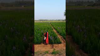 Evening vibes at Farms #shorts #ytshorts #nature #farms