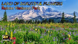 Land Of Beautiful Flowers || Rainier Mountains and National Park || Washington USA || 4K HD Video