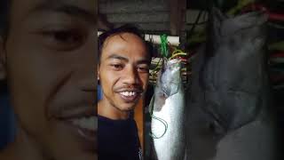 Dag dik duk tarikan ikan ini bikin jantung mau copot#shorts