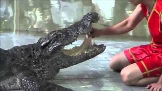 Wildlife Sample - Crocodile Attacks Elephant