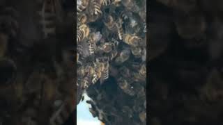 Der zweite Bienenschwarm