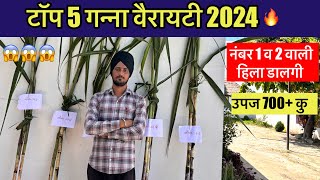 टॉप 5 गन्ना क़िस्म, No.1 व 2 वाली हिला डालेगी | Top 5 Sugarcane varieties 2024