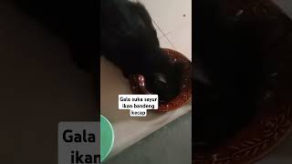 Makan siang bersama gala #cat #catlover #kucing #gala #kucinghitam #cute #cutecat #shorts #meong