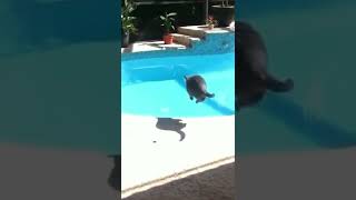 The Cat and the swimming pool.