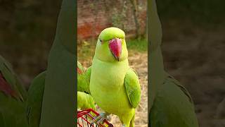 So😘 Cute 😍 Mithu🦜 #talkingparrot #parrot #youtubeshorts #viral #pet #like  #trending #reels #ytshort