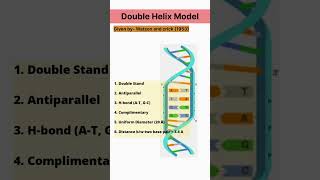 DNA Double Helix Model #neet #education #biology #molecularbiology #dna #neet2024