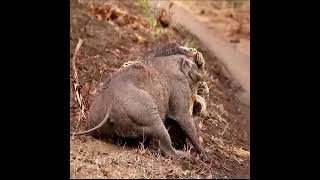 Macan tutul vs babi hutan