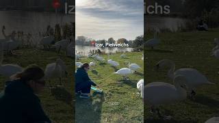 Заповедная зона в городе Пильвайсх #nature #swans