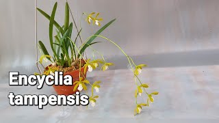 Encyclia tampensis 엔시클리아 탐펜시스