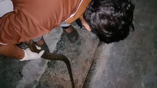 Snake Rescue During Quarantine #Rat_Snake #Quarantine