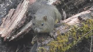 Hoary Bellied squirrel Eaglenest, Arunachal pradesh, March 2024