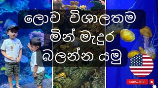 ලොව විශාලතම මින් මැදුරේ අසිරිය | World's Biggest Aquarium | Georgia | Atlanta | USA | Sinhala