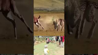 ngejar mangsa #funny  #cuteanimal #edukasianak #bermainedukasi #cutebaby #animals #shortvideo