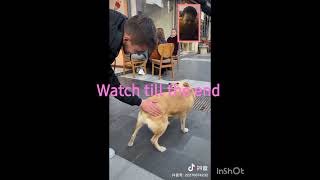 cat and dog funny 😂#viral  #catshorts #dogshorts # #ytshorts #youtubeshorts #funnyvideo #funnyshorts