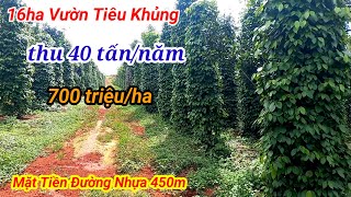 16ha Tiêu Thu Khủng tại xã Quảng Trực huyện Tuy Đức. Mặt Tiền Đường 450m|Bán Đất Đắk Nông