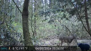 Deer in Front of Our Trail Camera